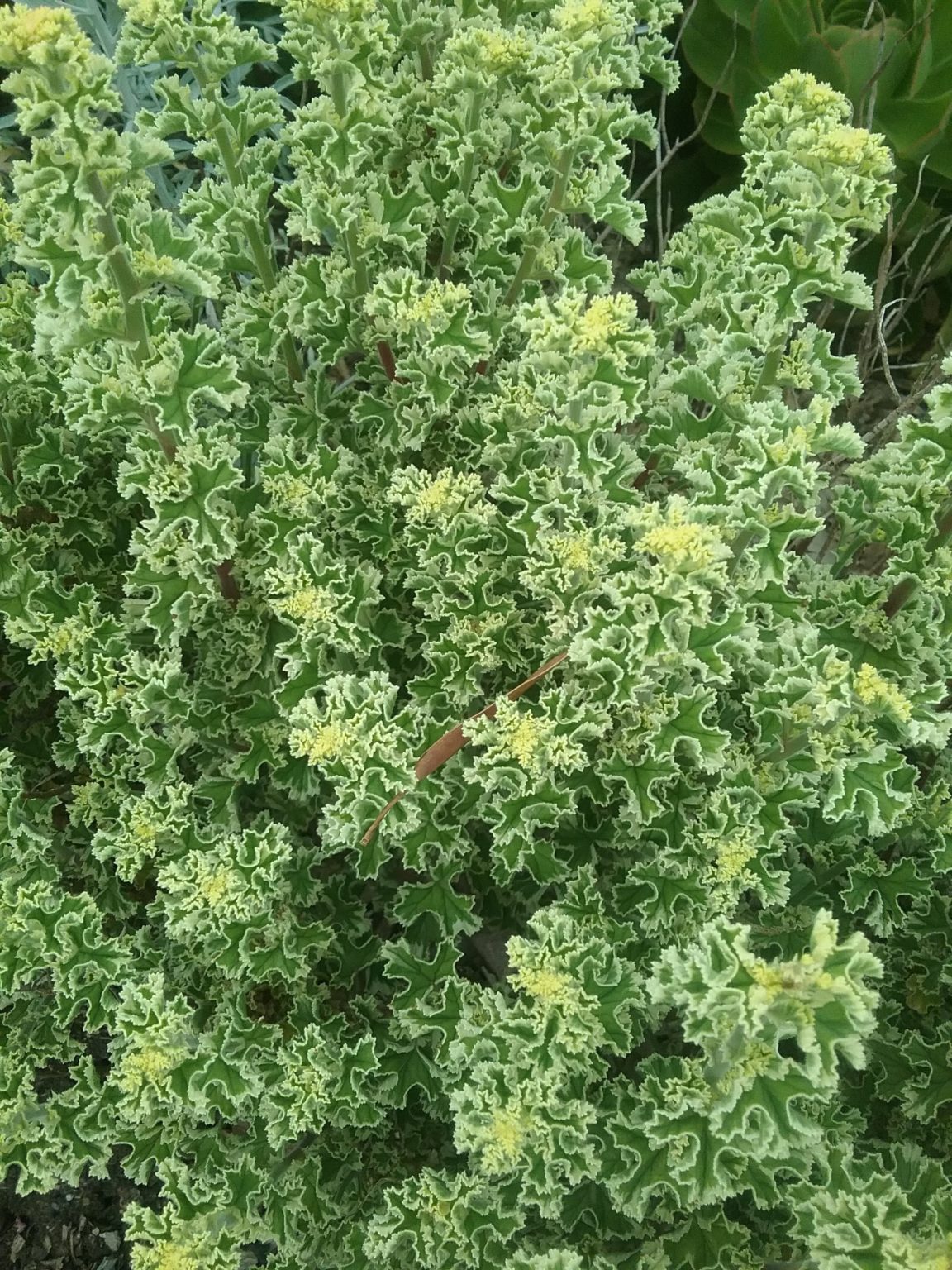 Pelargonium Crispum Variegatum In Mm Super Tube Trigg Plants