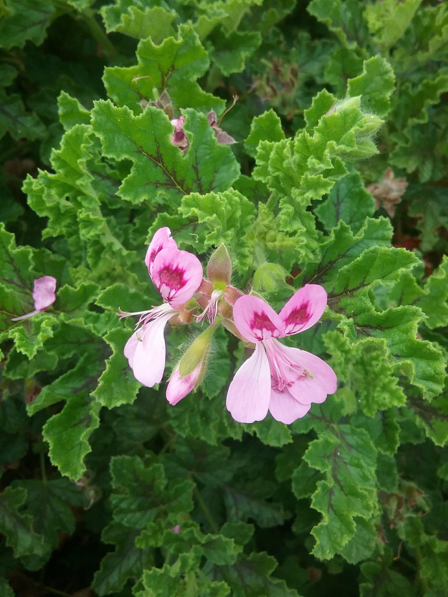 Pelargonium Quercifolium In 68mm Super Tube Trigg Plants