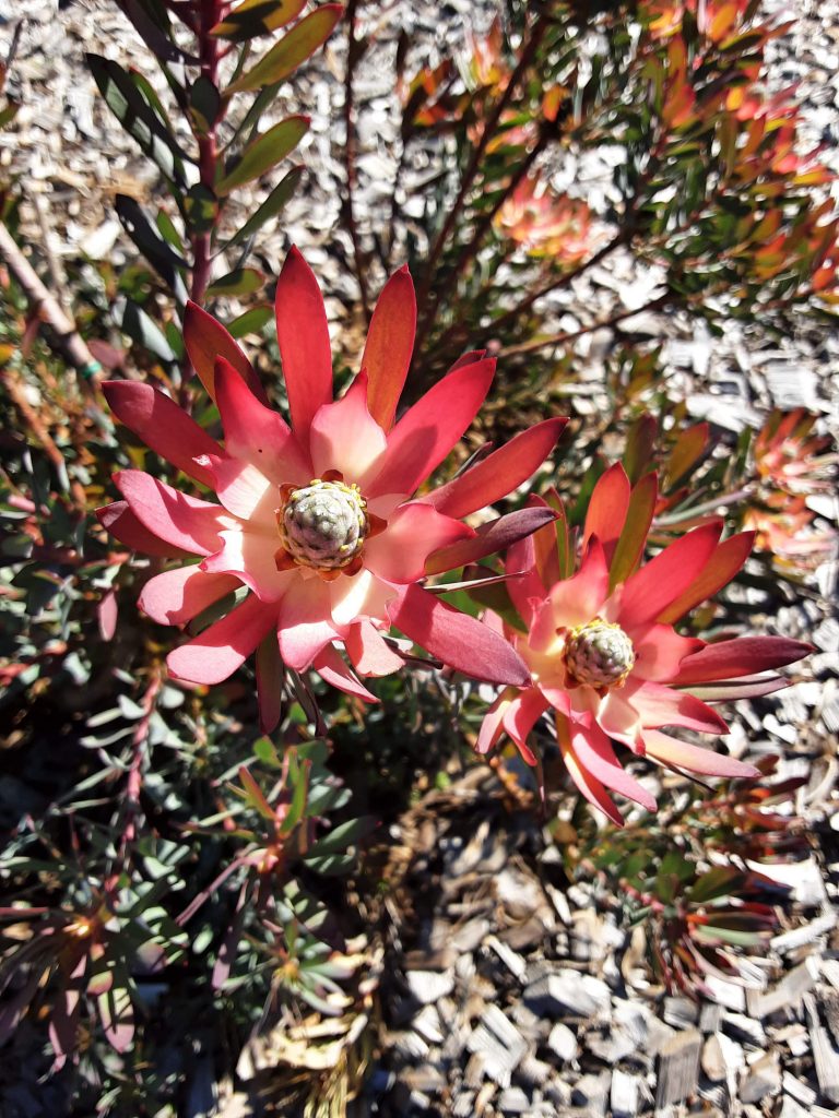 Leucadendron Devils Blush In 50mm Forestry Tube Trigg Plants