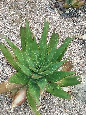 Aloe eru (bare rooted) – Trigg Plants