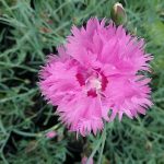 Dianthus - Hardy Perennial Plant