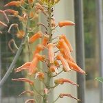Aloe laterita var graminicola