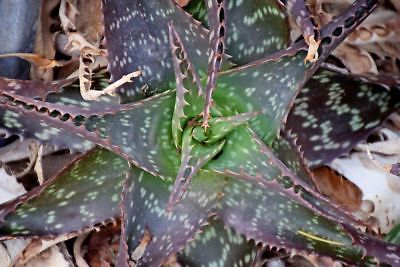 Aloe laterita var graminicola