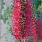 Callistemon forresterae - hardy Australian native plant