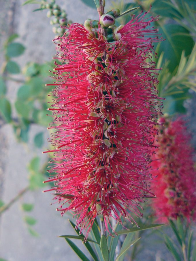 Callistemon forresterae - hardy Australian native plant