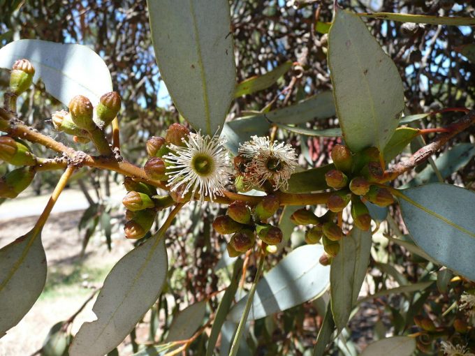Eucalyptus dumosa - Australian native plant