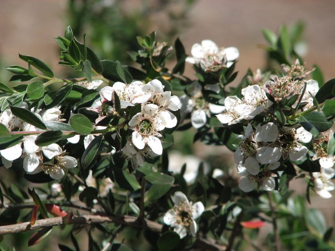 Leptospermum nitidum -Australian native plant