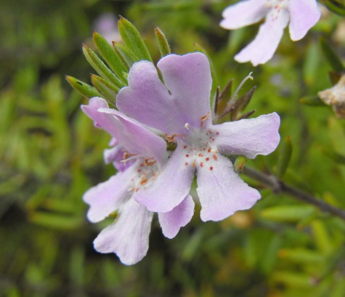 Westringia Wynyabbie Gem - Australian native plant