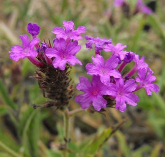 Verbena vernosa - hardy long flowering perennial plant