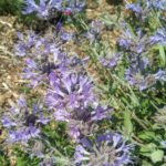 Salvia Celestial Blue - Hardy perennial Plant