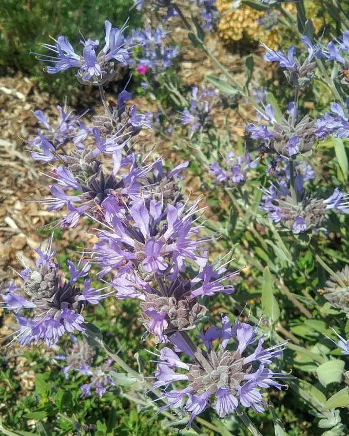 Salvia Celestial Blue - Hardy perennial Plant