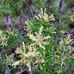 Hakea longiflora - Australian native plant