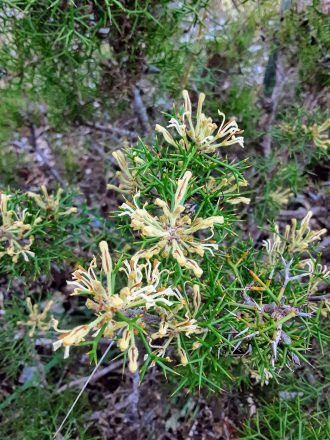 Hakea longiflora - Australian native plant