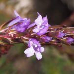 Eremophila densifolia - prostrate Australian native plant