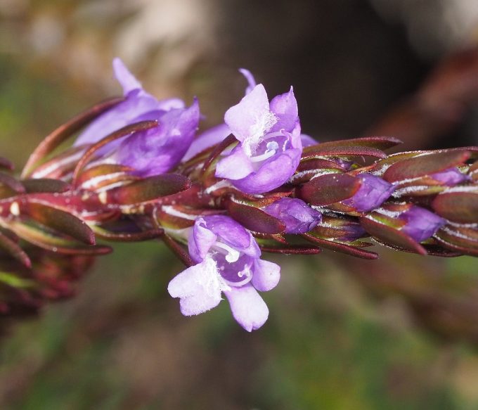 Eremophila densifolia Australian native plant