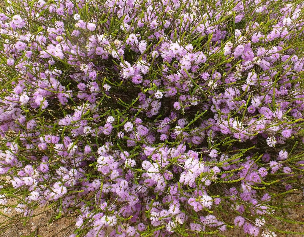 Melaleuca glaberimma - Australian native plant