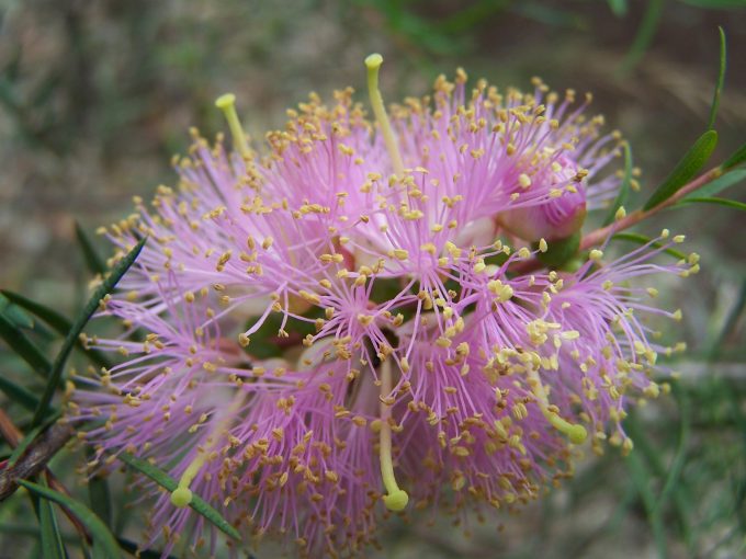 Melaleuca radula - Australian native plant