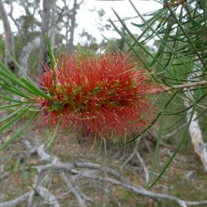Callistemon linearis- hardy Australian native plant