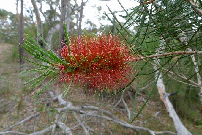 Callistemon linearis- hardy Australian native plant