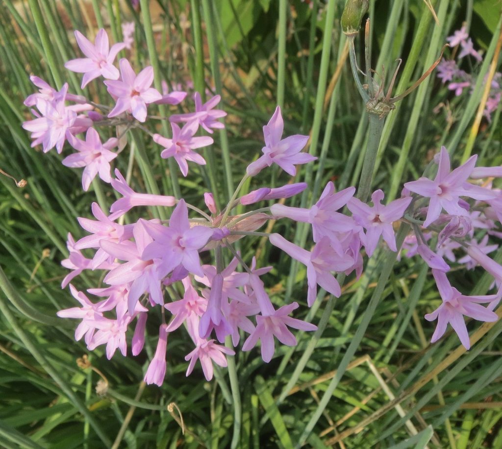 Thulbaghia Silver Lace - Perennial Plant