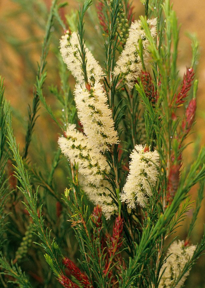 Melaleuca armillaris - Australian native plant