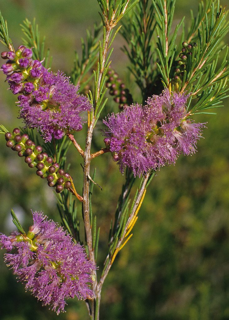 Melaleuca diosmatifolia - Australian native plant