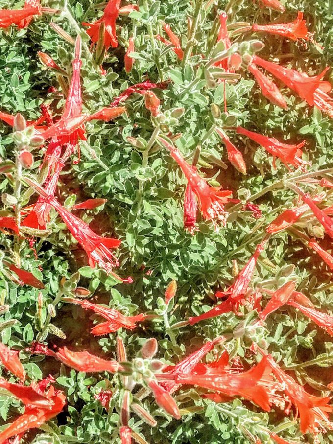 Epilobium - Perennial Plant