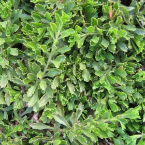 Eremophila bisserata - Australian Native Plant