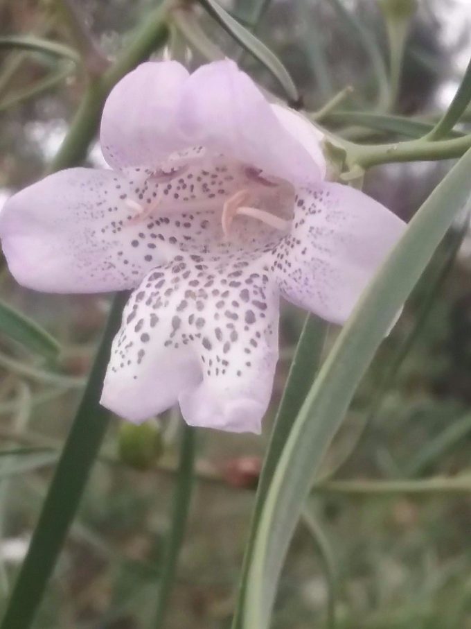 Eremophila bignonifolia pink form - Australian Native Plant