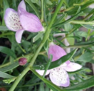 Eremophila Summertime Blue in 50mm Forestry Tube