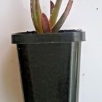 Aloe rabaiensis