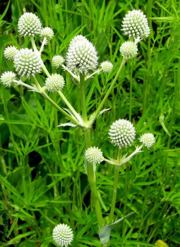 Eryngium yuccifolium (Rattle Snake Master) 30 seeds Trigg Plants