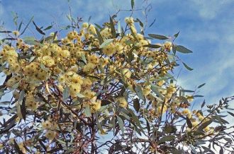Eucalyptus incrassata 50 seeds
