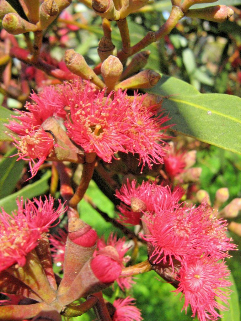 Eucalyptus lansdowneana (gum tree) in 50mm Forestry Tube