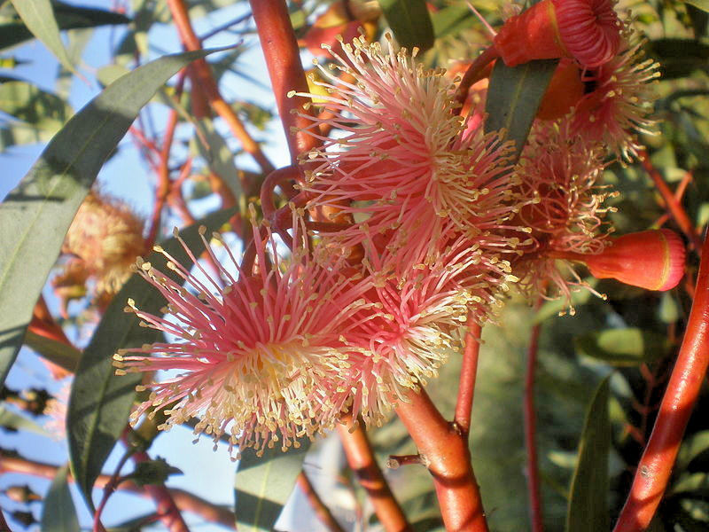 Eucalyptus torquata in 50mm Forestry Tube – Trigg Plants