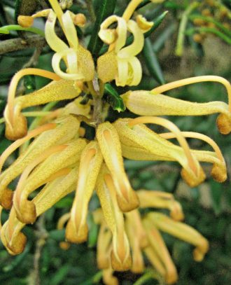 Grevillea