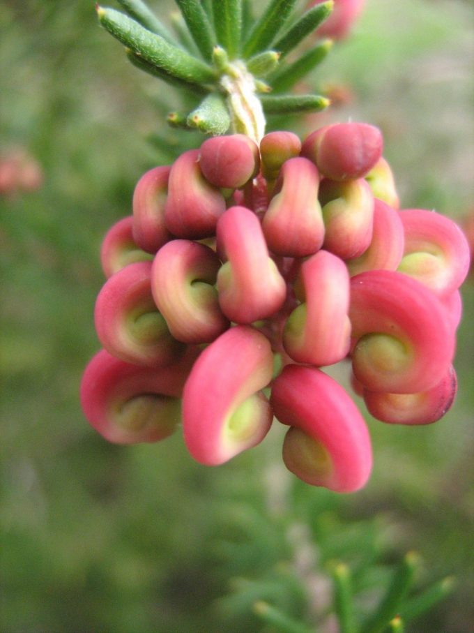 Grevillea lanigera Mount Tambouritha - Australian Native Plant