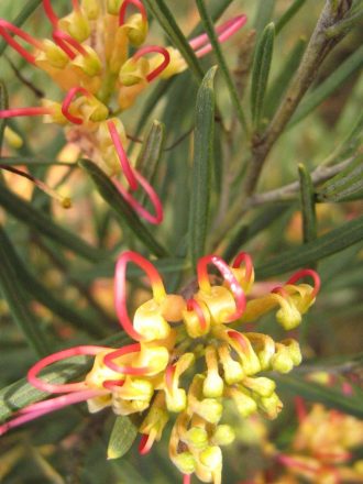 Grevillea Flora Mason in 50mm Forestry Tube