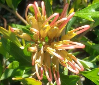 Grevillea Old Gold in 50mm Forestry Tube