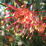 Grevillea Winpara Ruby - Hardy Australian Native