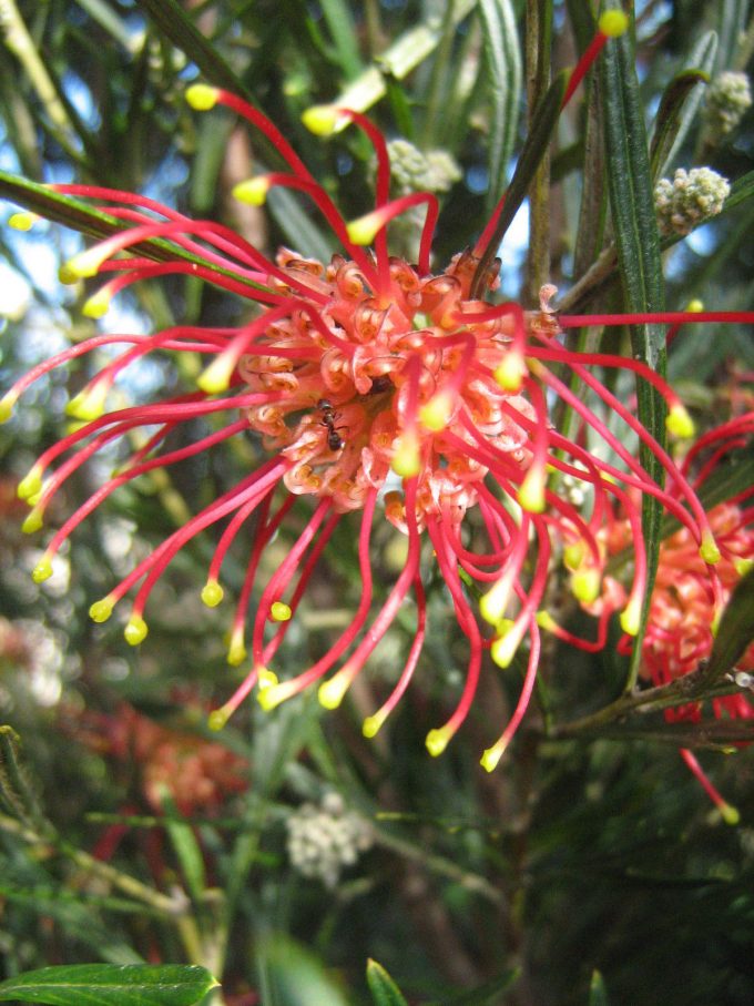 Grevillea Winpara Ruby in 50mm Forestry Tube