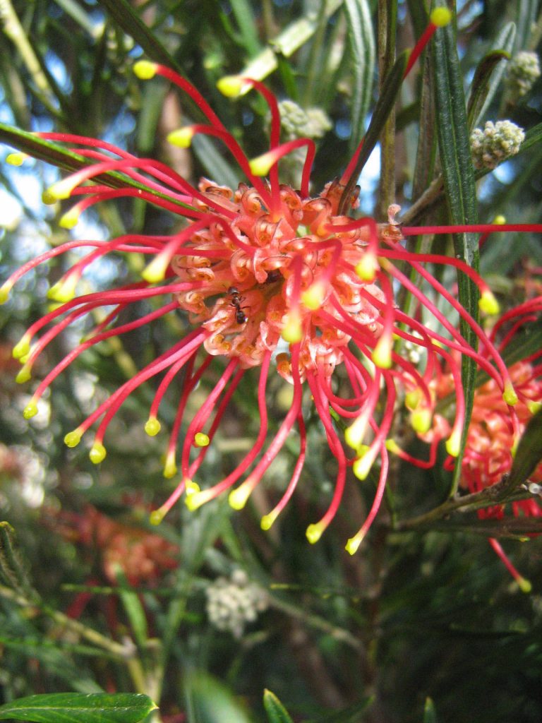 Grevillea Winpara Ruby - Hardy Australian Native
