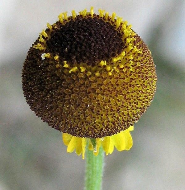 Helenium puberulum - Perennial Plant