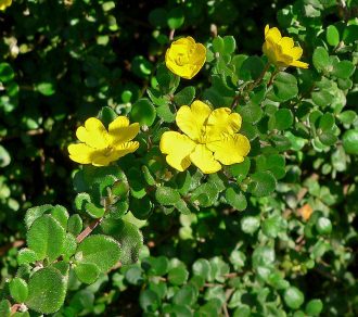 Hibbertia aspera - Australian Native Plant