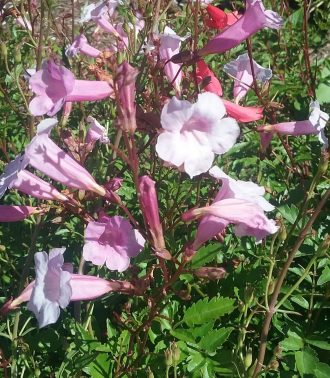 Incarvillea arguta in 68mm Super Tube