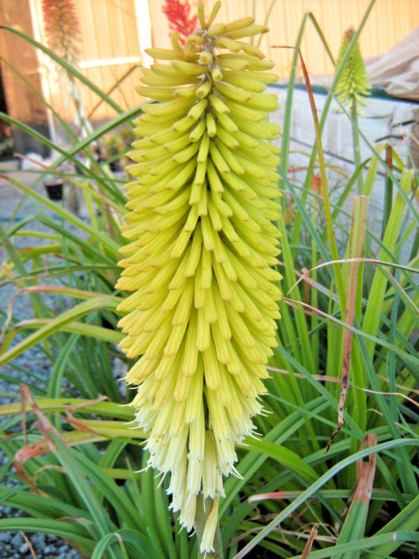 Centurea Gymnocarpa In 50mm Forestry Tube – Trigg Plants