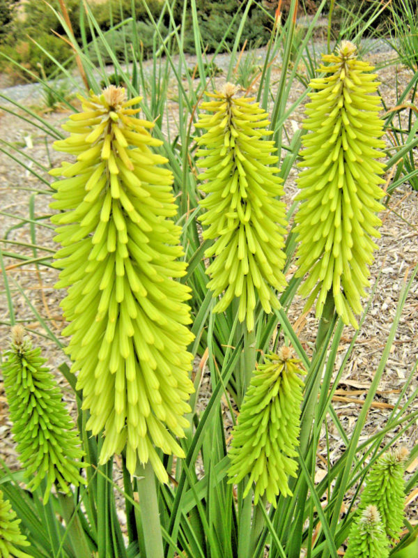 Kniphofia Percys Pride (red Hot Poker) Bare Rooted – Trigg Plants