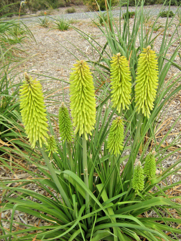 Veronica longifolia pink BARE ROOTED – Trigg Plants