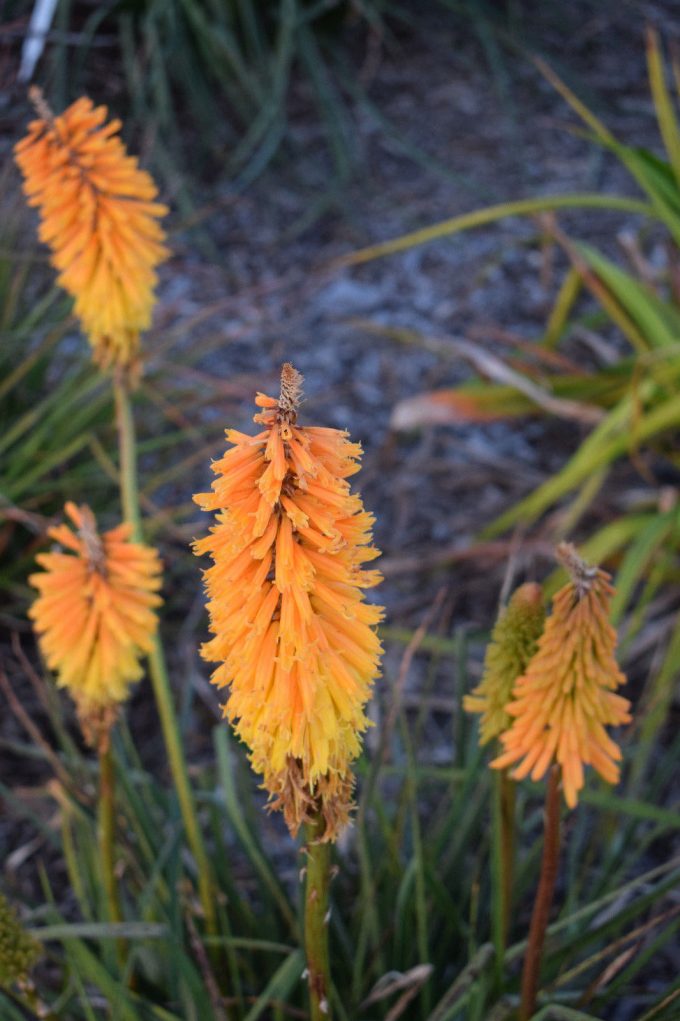 Kniphofia Shining Sceptre (red hot poker) bare rooted