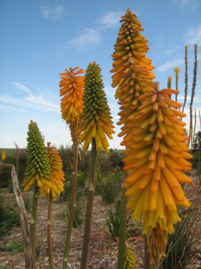 Kniphofia Zambia (red hot poker) bare rooted